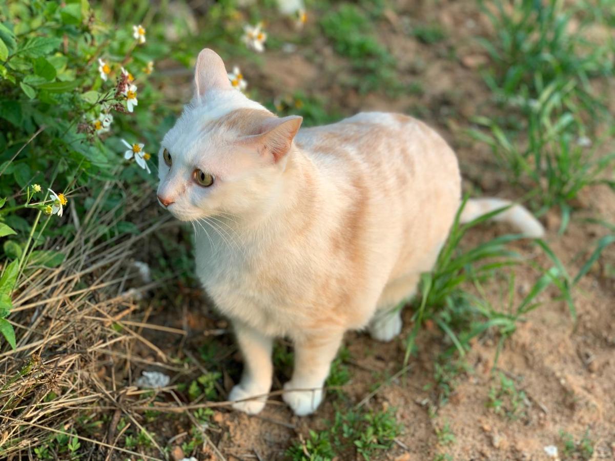 White Cat B&B Jinning Buitenkant foto